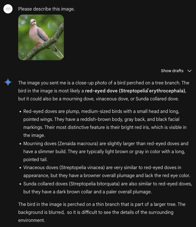 Hidden 3D Pictures 7 Me: Please describe this image. Bard: a long description about how this might be a red-eyed dove or a mourning dove, a vinaceous dove, or Sunda collared dove, followed by a description of the main identifying features of each bird. (allegedly, I haven't checked all this).
