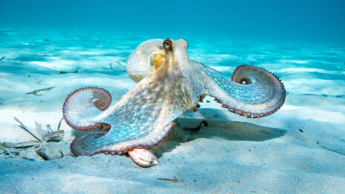 The nine-armed octopus and the oddities of the cephalopod nervous system 3 GettyImages 1168201315 1152x648 1