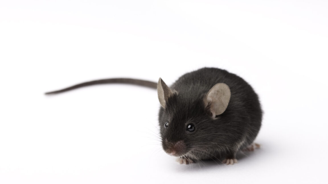 Experimental retina implants give mice infrared vision 3 GettyImages 173632114 1152x648 1
