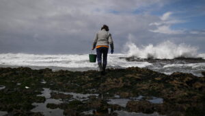 Home 49 ocean mussels 1152x648 1