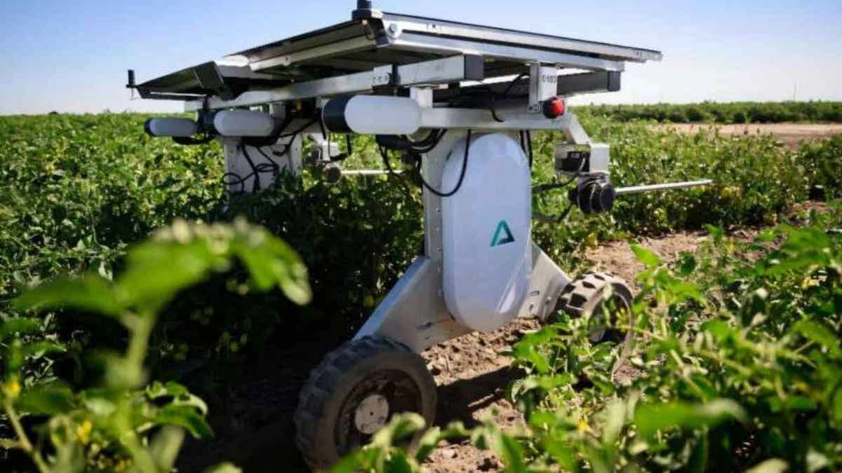 Home 2 1 solar powered robot zaps weeds without chemicals