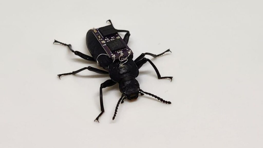 1 tiny cyborg beetles are built to save lives in real emergencies