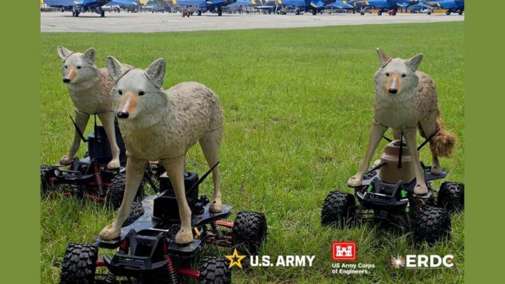 1 us army testing robot coyotes to prevent catastrophic bird strikes to airplanes