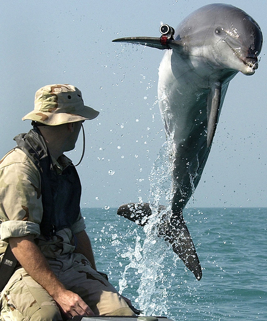 852px NMMP dolphin with locator