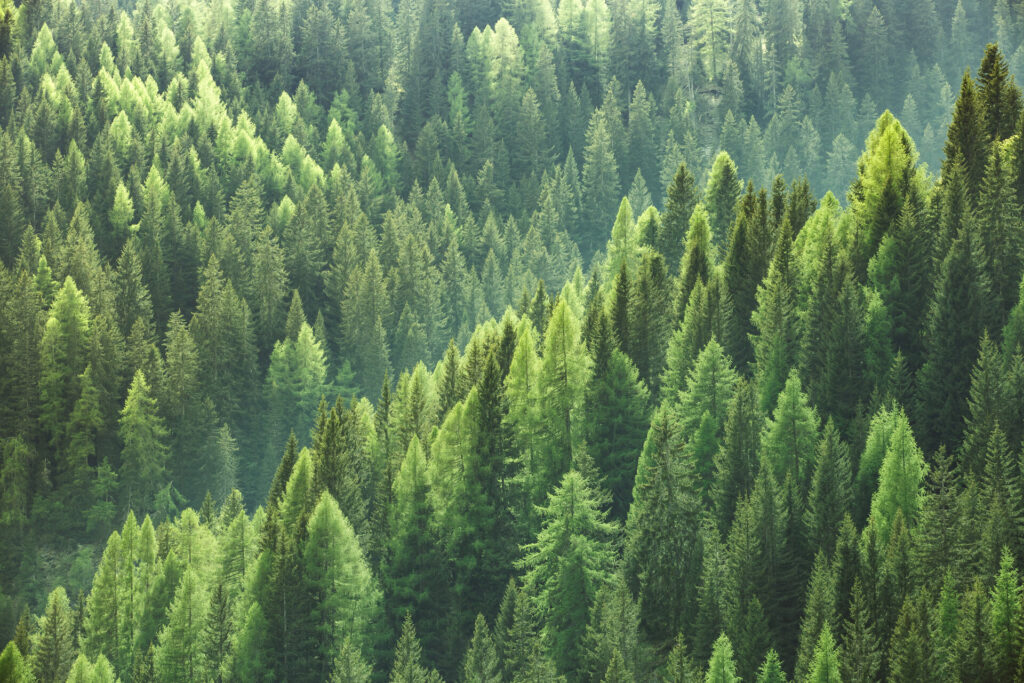 European forests pillars