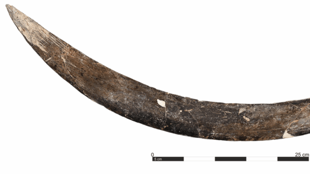 boomerang cropped 1152x648 1751317763