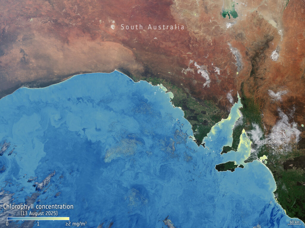 Algae bloom chlorophyll South Australia pillars