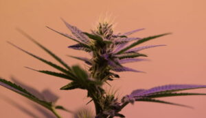 cannabis 1