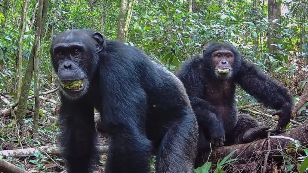 chimp1 1152x648 1758212473