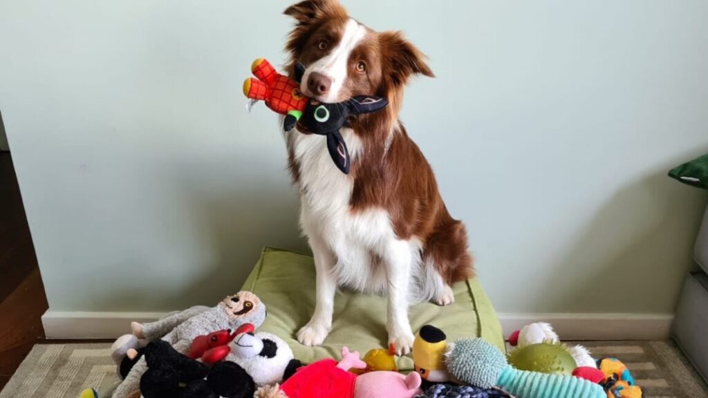 doggo3 1152x648 1757598435