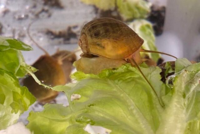 snail1 640x430 1