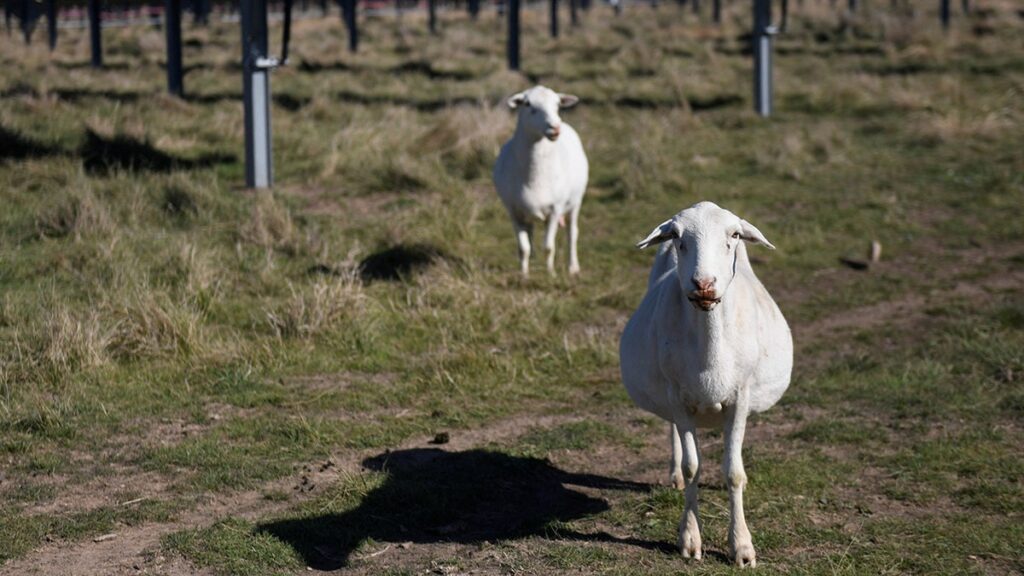 solar farms sheep graze