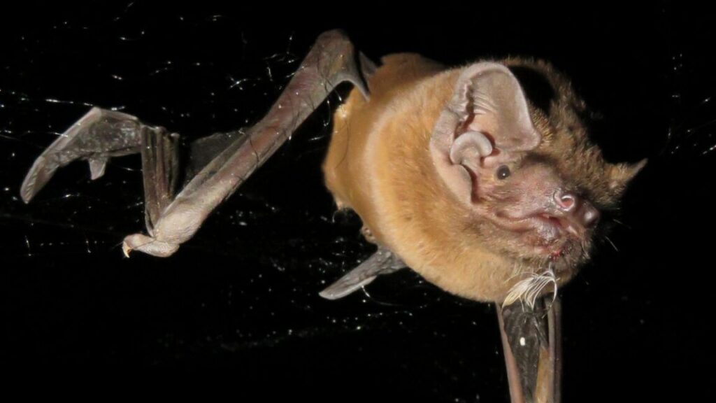 Bats eat the birds they pluck from the sky while on the wing 2 image 4 1152x648 1