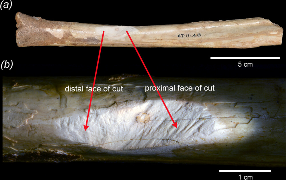 The first people to set foot in Australia were fossil hunters 2 rsos.250078.f001