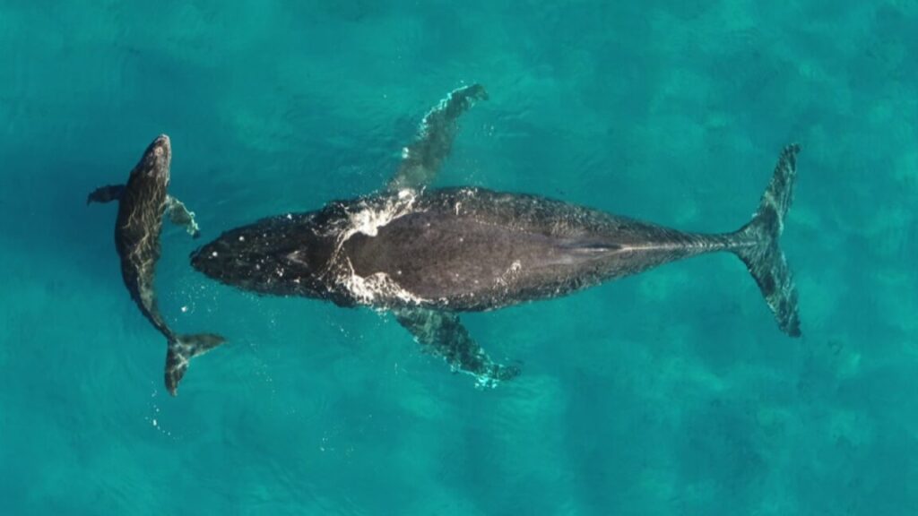 Whale and dolphin migrations are being disrupted by climate change 5 whale1 1152x648 1