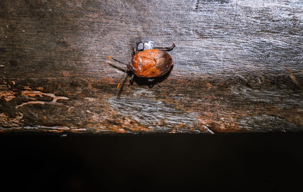 Some stinkbugs’ legs carry a mobile fungal garden 2 GettyImages 1654488784 1024x648 1