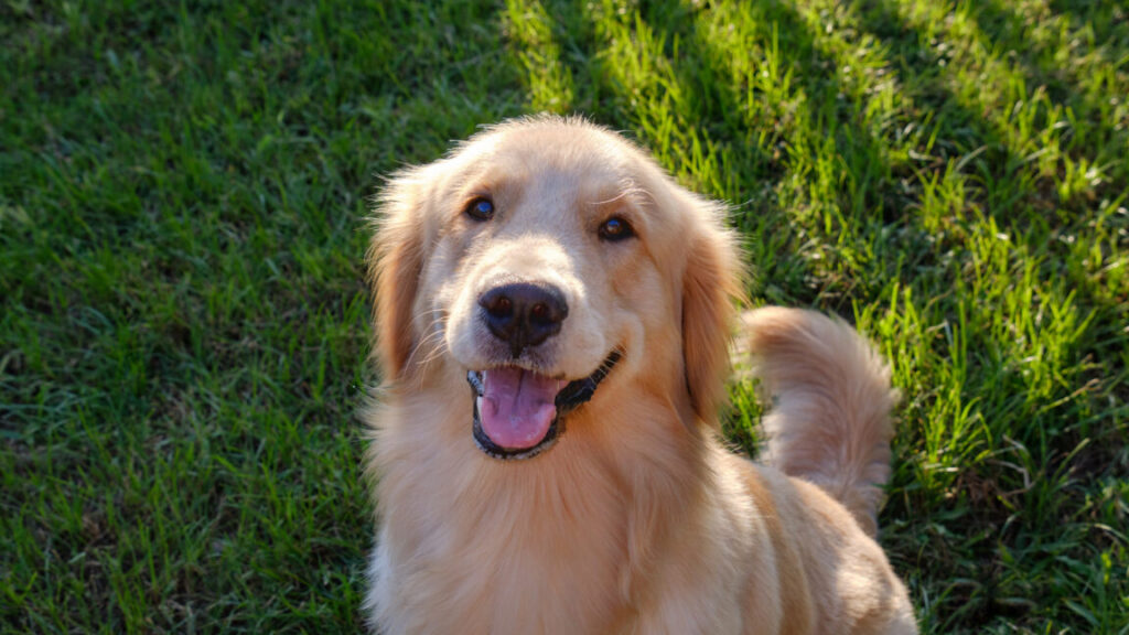Many genes associated with dog behavior influence human personalities, too 2 GettyImages 1736110926 1152x648 1