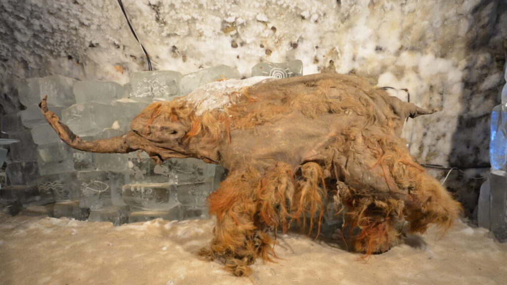 World’s oldest RNA extracted from Ice Age woolly mammoth 2 Mammoth Yuka 3 1152x648 1