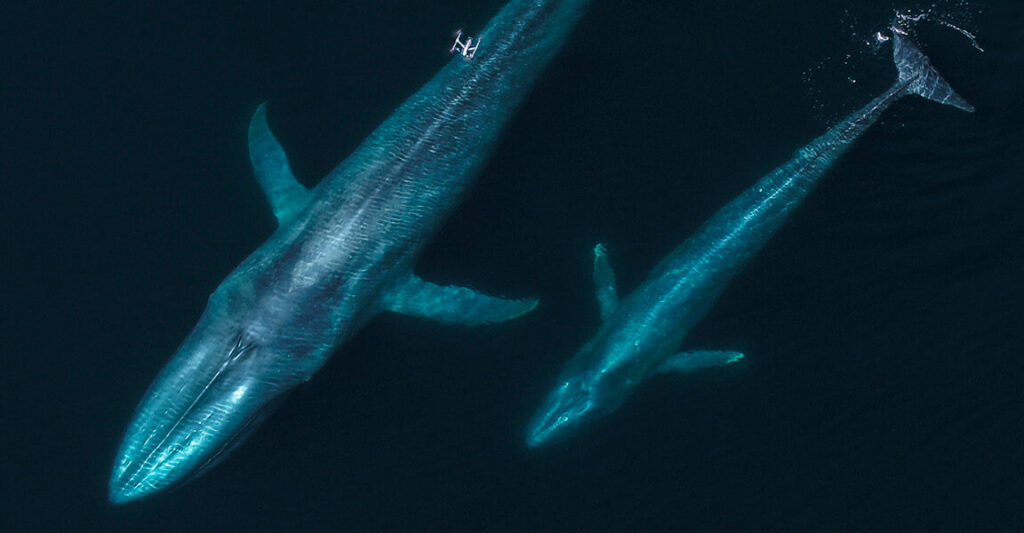 drones whales 1600x600 1 1152x600 1