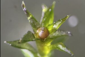 final crop RESIZE Sporophyte sample from the space exposure experiment on the ISS CREDIT Tomomichi Fujita 300x201 1